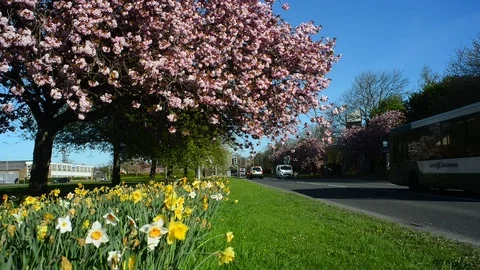 Traffic passing cherry blossom tree and daffodils at springtime leeds uk Stock Footage 74689758