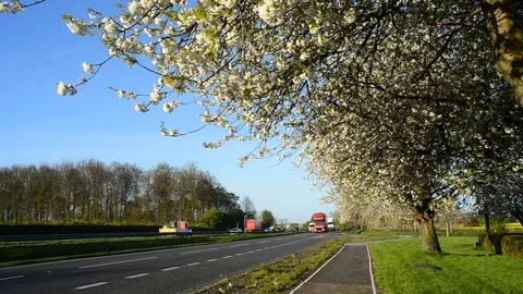 Traffic passing cherry blossom trees york yorkshire united kingdom Stock Footage 74654967