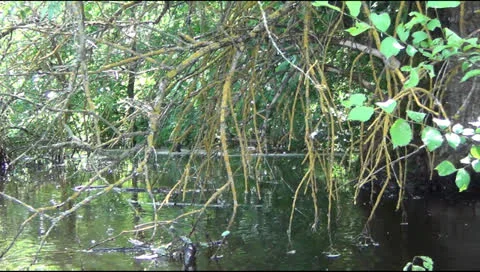 Traffic on the river 스톡 동영상 24587985