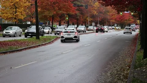 Traffic on road with maple trees and leaves in wet autumn rainy day in Canada 스톡 동영상 163250186