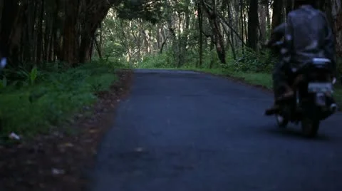 Traffic on the road in the rainforest. Stock Footage 22292379