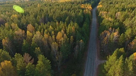 Traffic road trees. Aerial view of asphalt road in forest landscape. Stock-Footage 80901334