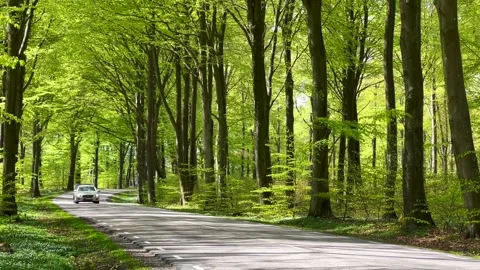 Traffic through beech forest in the springtime in S t Olof Simrishamn Stock Footage 204970593