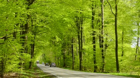 Traffic through beech forest in the springtime in S t Olof Simrishamn Stock Footage 204970608