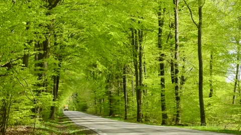 Traffic through beech forest in the springtime in S t Olof Simrishamn Stock Footage 204970623