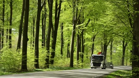 Traffic through beech forest in the springtime in S t Olof Simrishamn Stock Footage 204970790