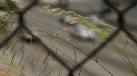 Traffic through fence Video stock 821858
