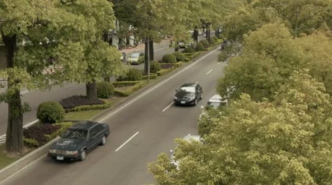 Traffic Trees Timelapse Stock Footage 10836091