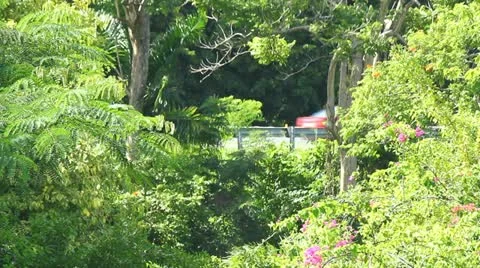 Traffic viewed from forest jungle Stock Footage 12455483