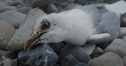 Tragic Scene: Deceased Seagull Lying on Shoreline Stock-Footage 274822589
