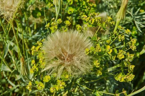 Tragopogon Stock Photos