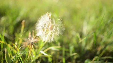 Tragopogon pratensis (common names Jack-go-to-bed-at-noon, meadow salsify, sh Stock Footage 166866707