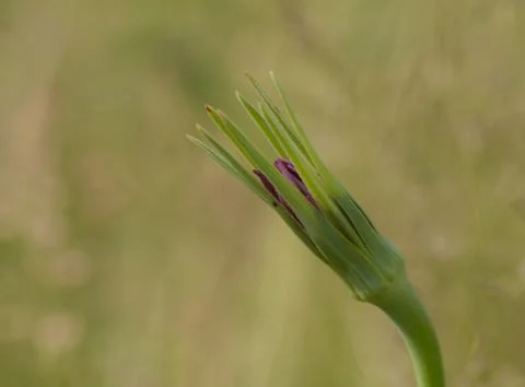 Tragopogon pratensis Stock Photos