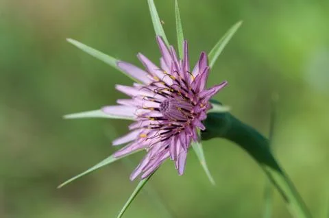 Tragopogon pratensis Foto stock
