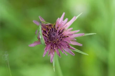 Tragopogon pratensis Stock Photos