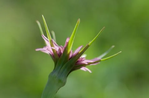 Tragopogon pratensis Stock Photos