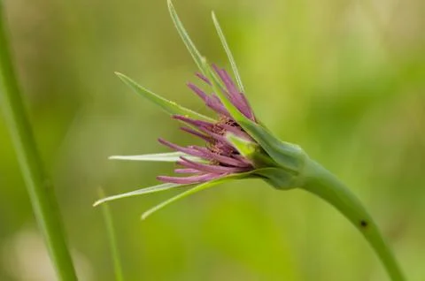 Tragopogon pratensis Stock Photos