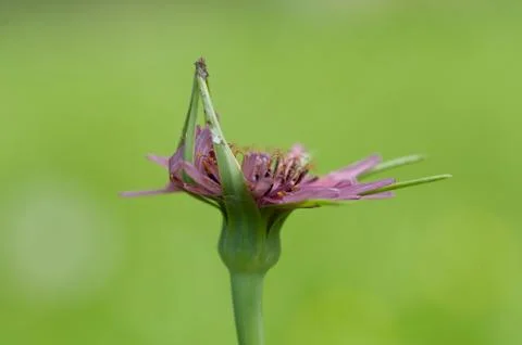 Tragopogon pratensis Stock Photos