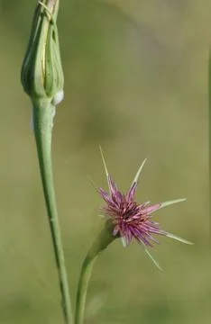 Tragopogon pratensis Stock Photos