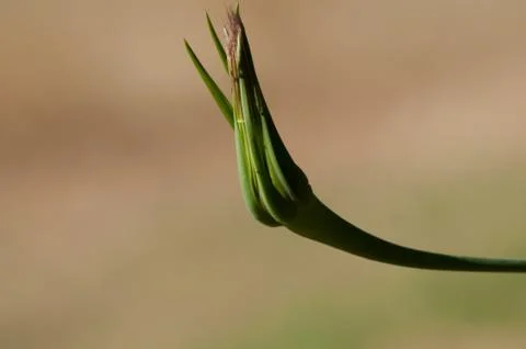 Tragopogon pratensis Stock Photos