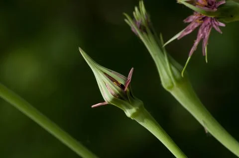 Tragopogon pratensis Stock-Fotos