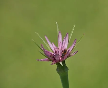 Tragopogon pratensis Stock Photos