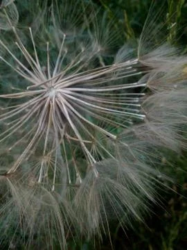 Tragopogon pratensis Stock Photos