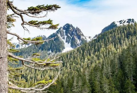Trai to Maroon Bells in Fall Stock Photos