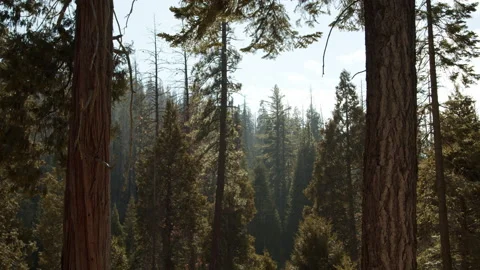 Trail of 100 Giants, trees, blue sky, nature view Stock Footage 146564604