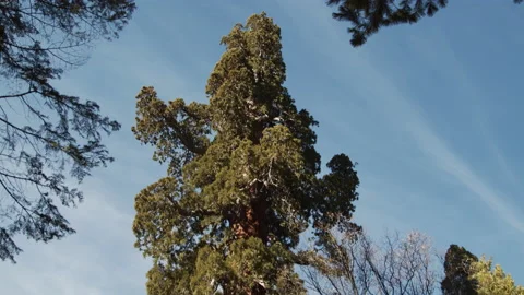 Trail of 100 Giants, trees, fall colors, Tilt down on a large Sequoia. Stock Footage 146571196