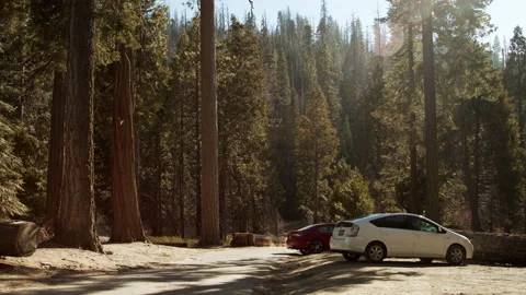 Trail of 100 Giants, trees, fall colors, Sequoias, car, prius Stock Footage 146571615