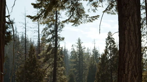 Trail of 100 Giants, trees, fall colors, Sequoias, sky Stock Footage 146585099