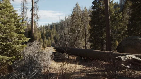 Trail of 100 Giants, trees, Sequoias, blue sky Stock Footage 146602785