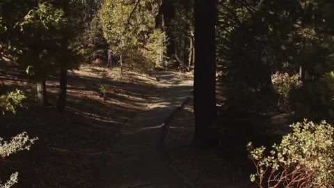 Trail of 100 Giants, trees, Sequoias, trail, wide Stock Footage 146604936
