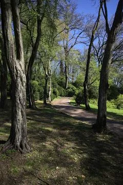Trail among trees Stock Photos