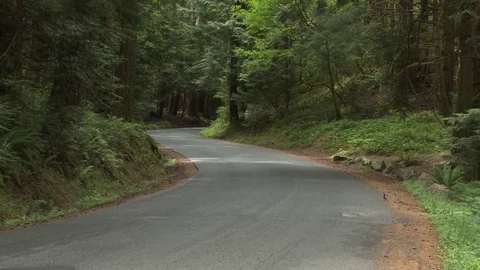 Trail and road in a quiet forest (2 Clip Sequence) Stock Footage 75239042