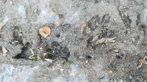 Trail of ants Stock Footage 136293326