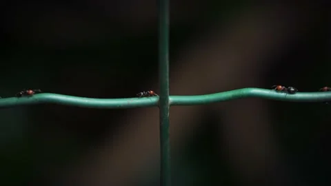 Trail of ants walking on a wire. Stock Footage 237928466