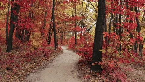 Trail in the beautiful autumn forest with multicolored leaves on the trees. Stock Footage 232392413