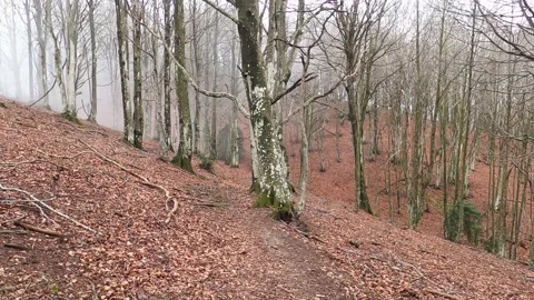 Trail in the beautiful forest. Stock-Footage 154513758