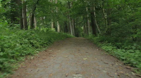 Trail in a beech forest Stock Footage 52009348