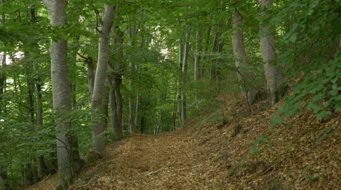 Trail in the Beech Forest Stock Footage 52211676