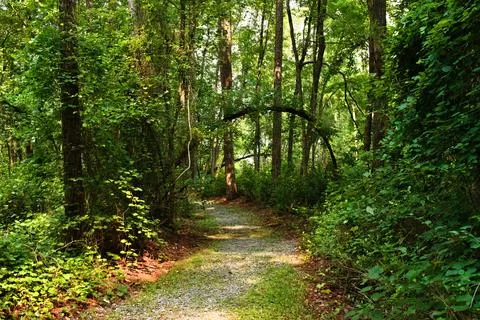 Trail Bends into the Woods Foto stock
