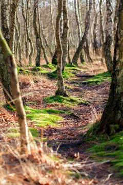 Trail between birches Stock Photos