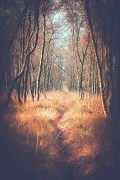 Trail between birches 库存照片