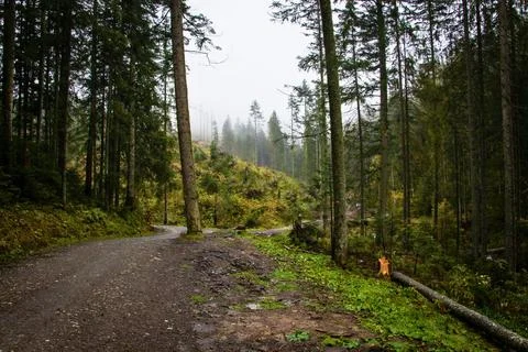 A Trail between Conifer Trees Stock Photos