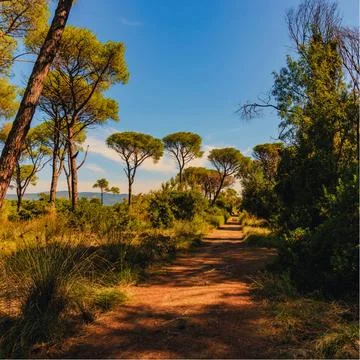 Trail Between Green Trees Under Blue Sky Stock Photos