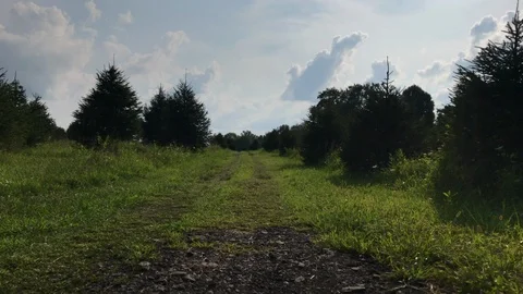 Trail between small pine trees summer Stock Footage 93664144