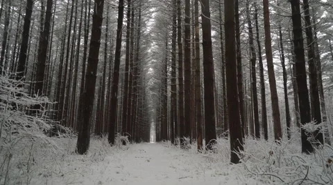 Trail between symmetrical line of tall pines, static camera angle as snow falls Stock Footage 61004996