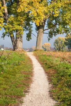 Trail between trees Stock Photos